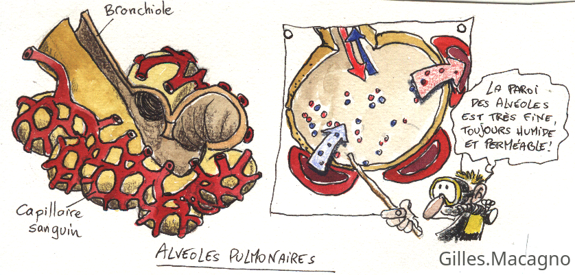 alveole