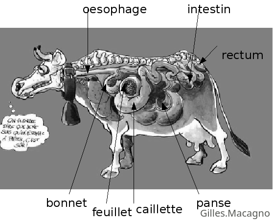 anatomie