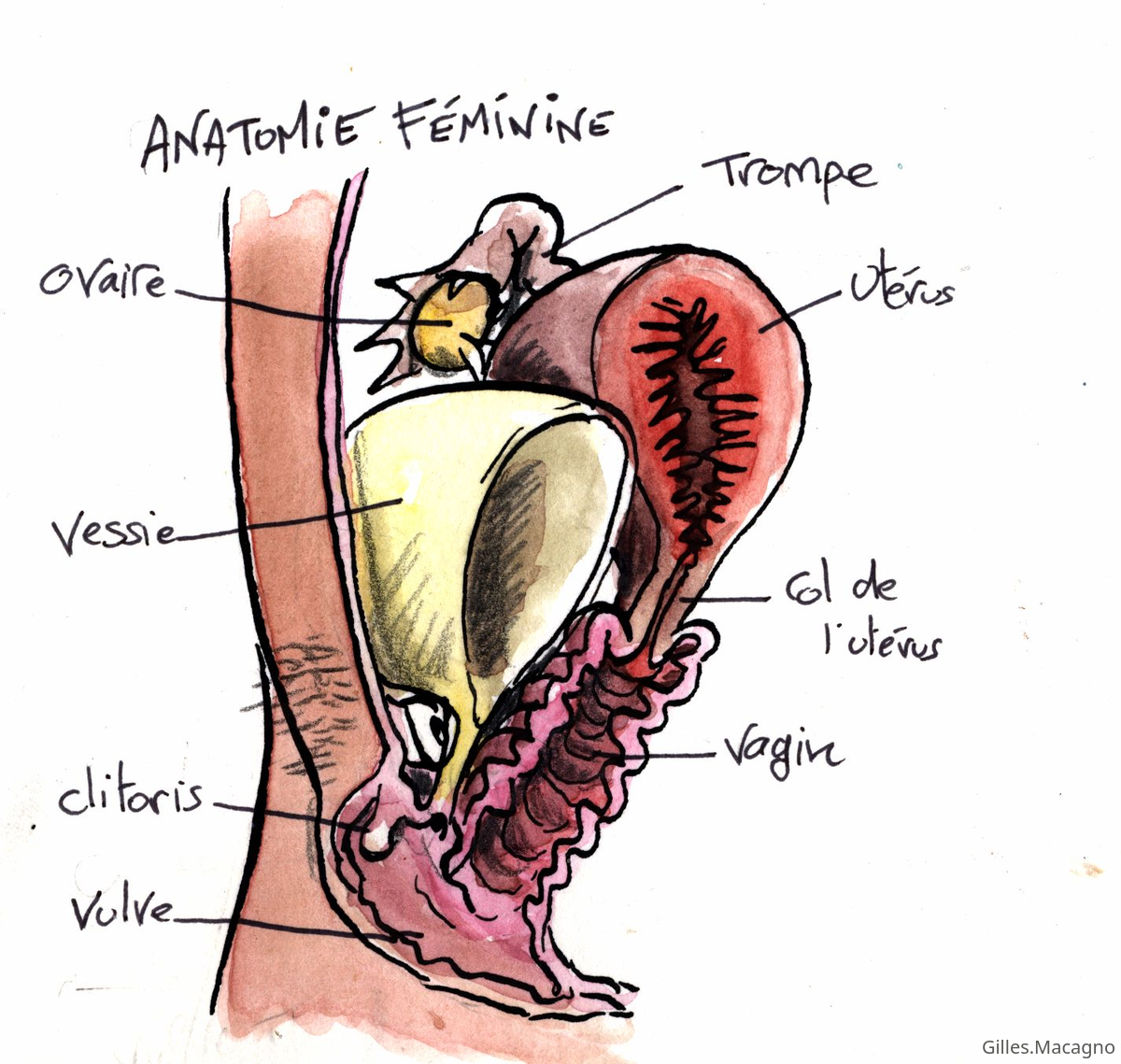 organe genitaux fem