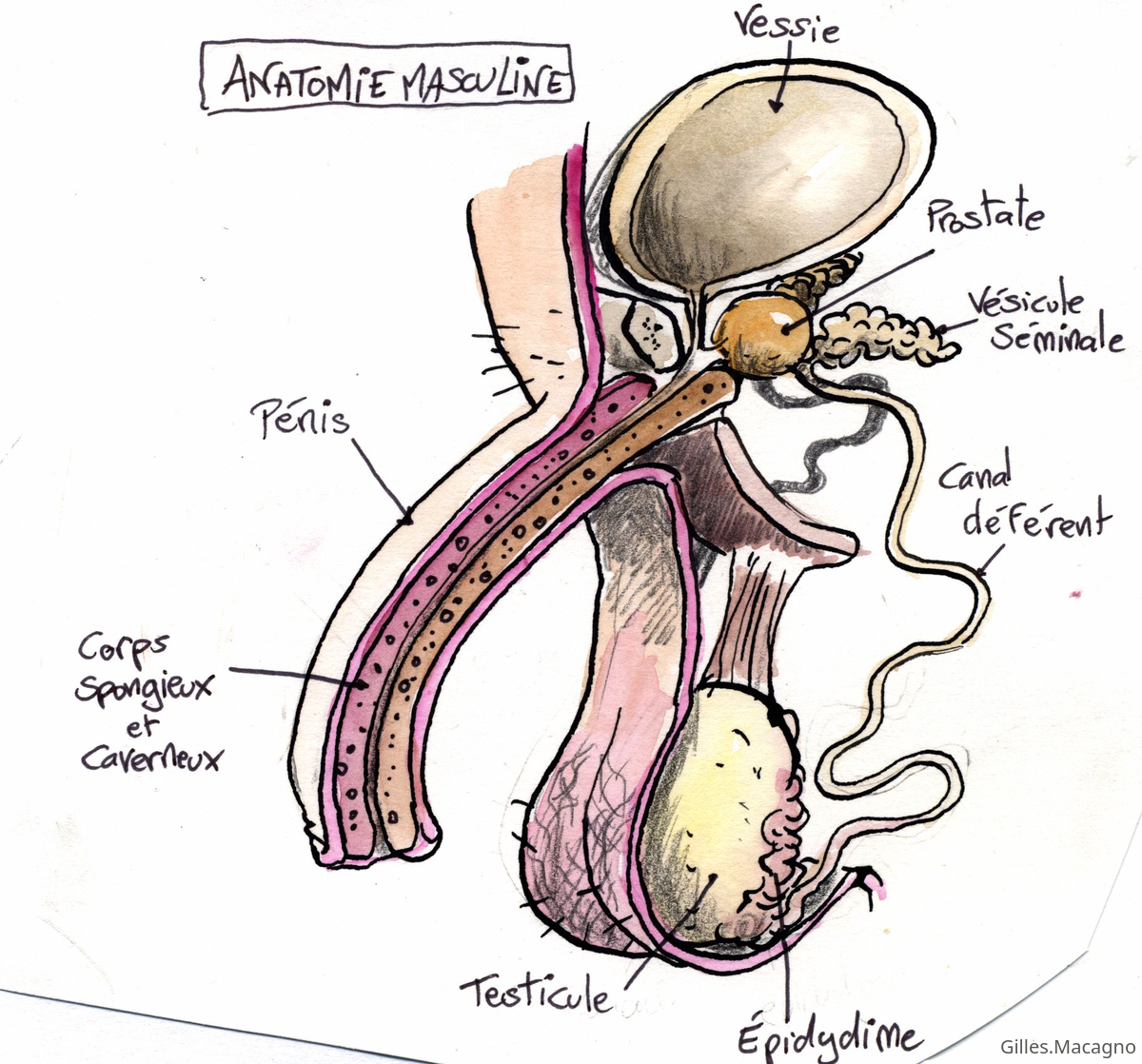 organe genitaux 