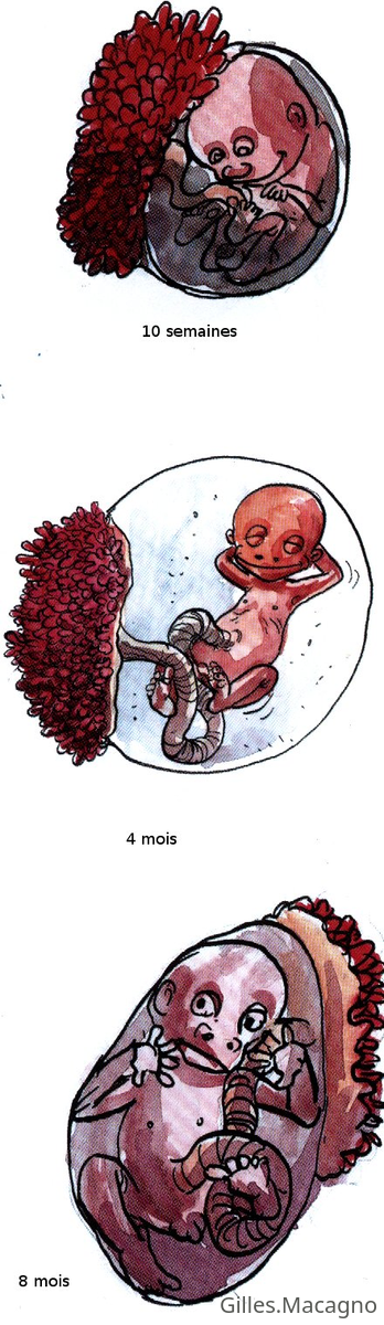 embryon1
