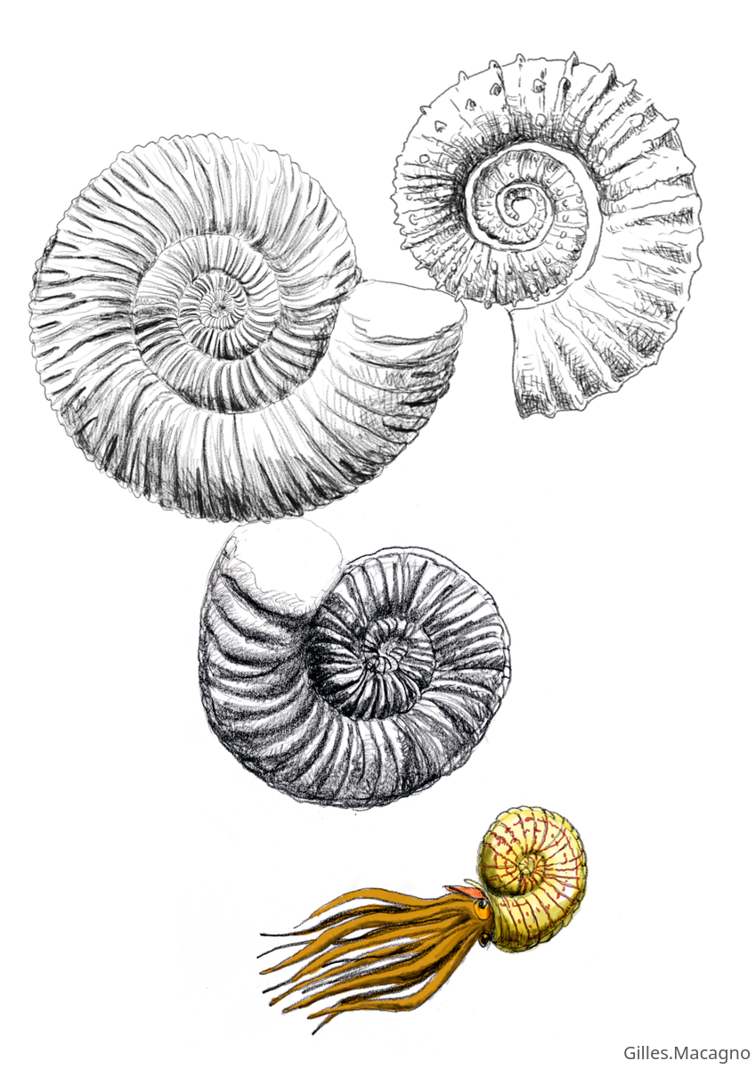 ammonite2